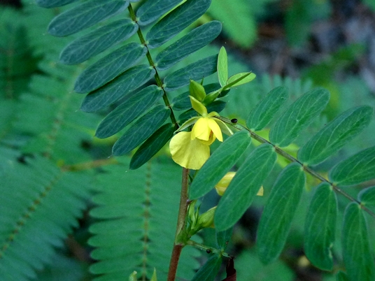 {Chamaecrista nictitans}